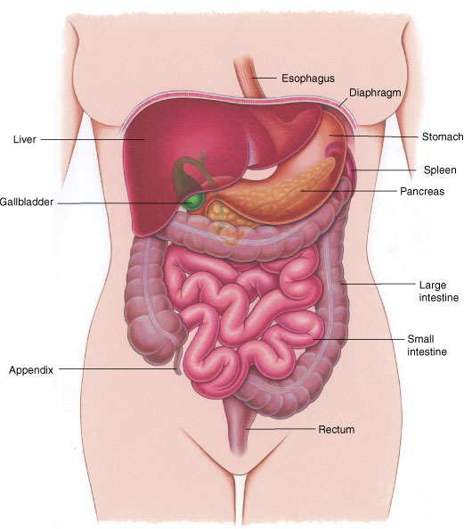 A View of the Digestive System