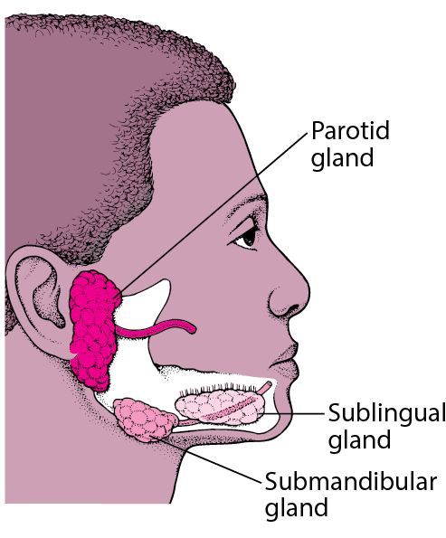 Locating the Major Salivary Glands