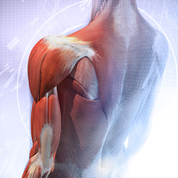 Articulación y músculo