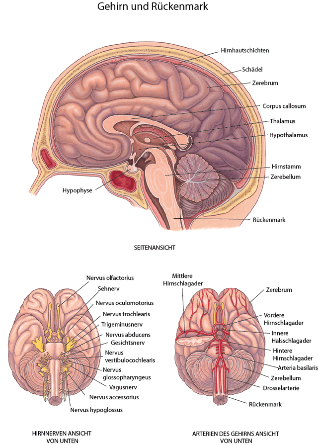 Gehirn: Nerven und Arterien