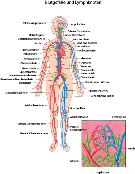 Blutgefäße und Lymphknoten