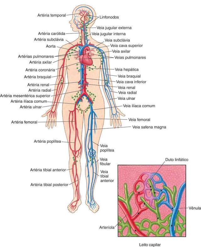 Vasos sanguíneos e gânglios linfáticos