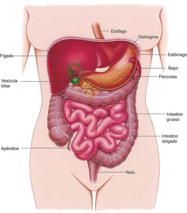 Um panorama do sistema digestivo