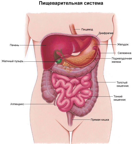 Изображение пищеварительной системы