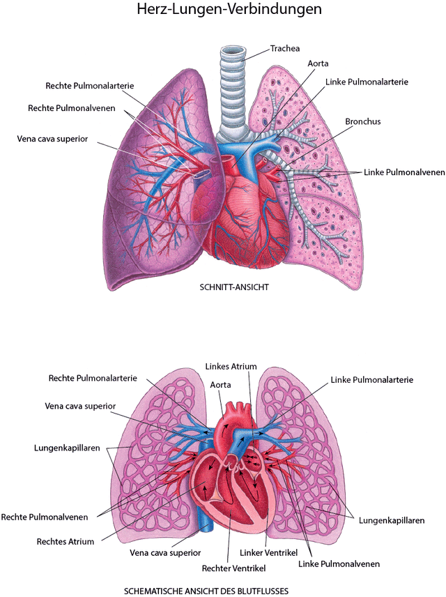 Zusammenhänge zwischen Herz und Lunge