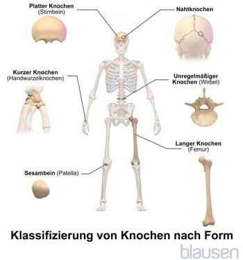Klassifizierung von Knochen nach Form