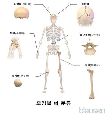 모양별 뼈 분류