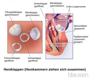 Herzklappen (sich zusammenziehende Herzkammern)