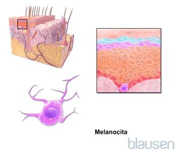 Melanocita