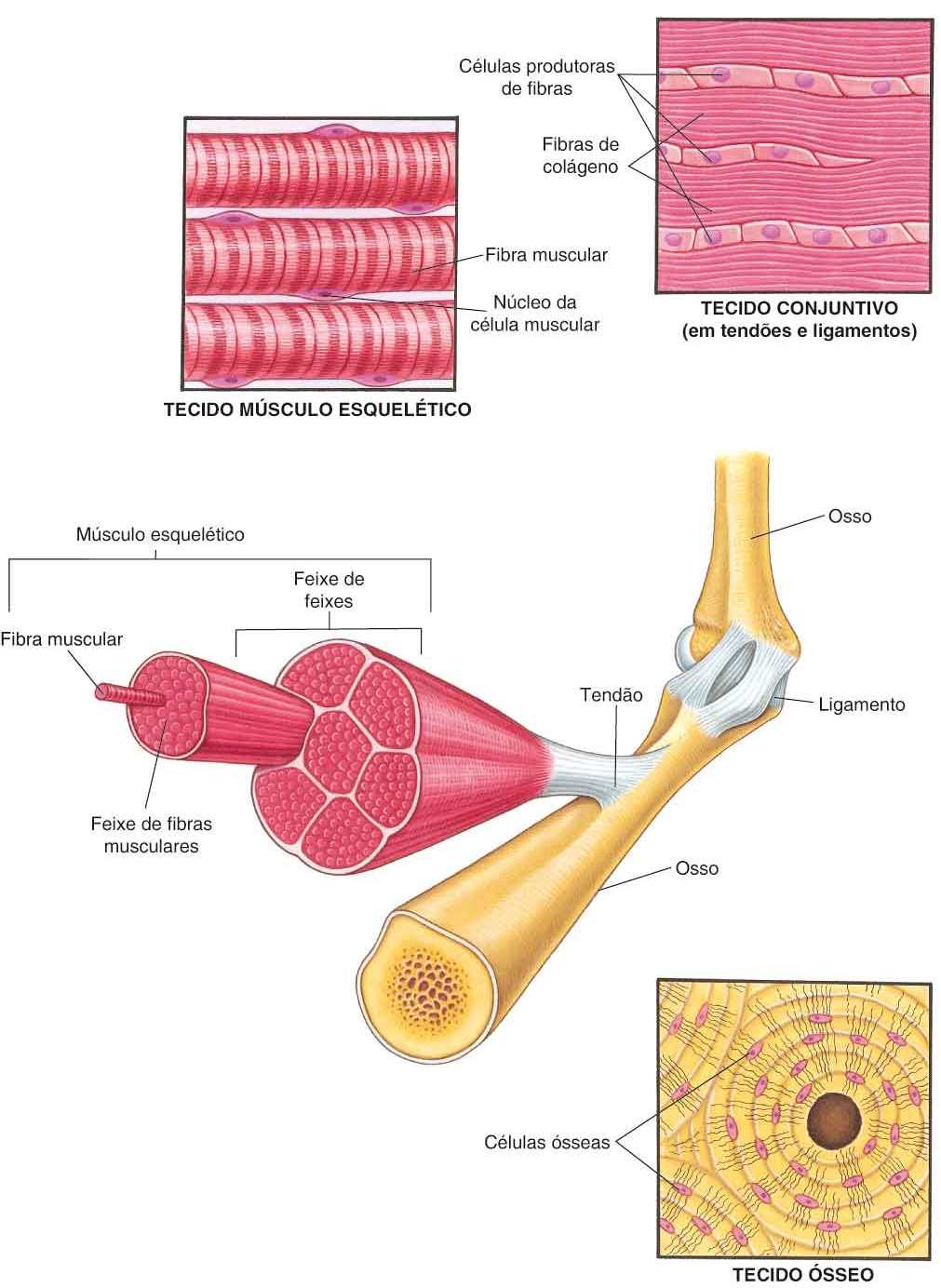 Introdução à biologia do sistema musculoesquelético - Distúrbios ósseos,  articulares e musculares - Manual MSD Versão Saúde para a Família, image size:1011x1384