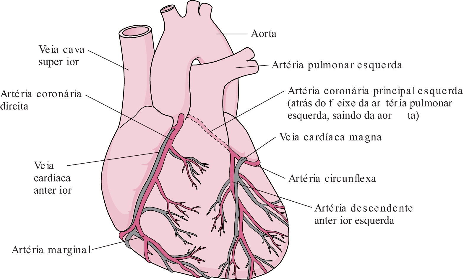 Considerações gerais sobre a doença arterial coronariana (DAC) - Distúrbios  do coração e dos vasos sanguíneos - Manual MSD Versão Saúde para a Família, image size:1570x950