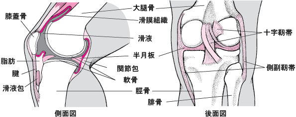 関節 - 08. 骨、関節、筋肉の病気 - MSDマニュアル家庭版