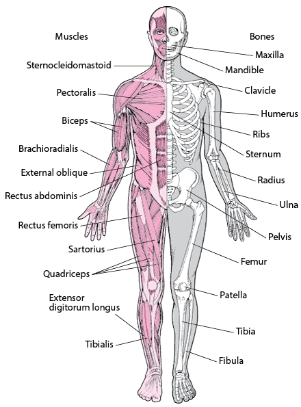 Components of the Musculoskeletal System