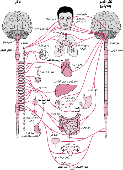 لمحة عامّة عن الجهاز العصبي المستقل أو اللاإرادي - اضطرابات الدماغ والحبل الشوكي والأعصاب - دليل MSD الإرشادي إصدار المُستخدِم