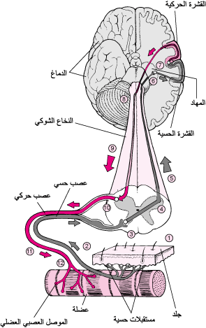 لمحة عامّة عن الجهاز العصبي المحيطي - اضطرابات الدماغ والحبل الشوكي والأعصاب - دليل MSD الإرشادي إصدار المُستخدِم