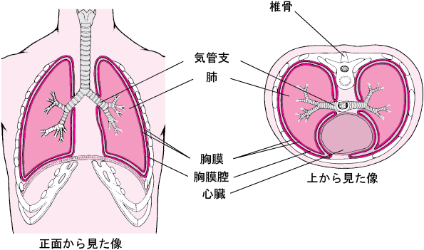 胸膜疾患のすべて 胸膜疾患のすべて 改訂第3版 | 監訳：家城 隆次（兵庫医科大学胸部腫瘍