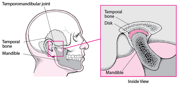 The Temporomandibular Joint