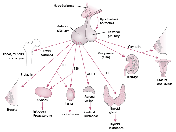 The Pituitary and Its Target Organs