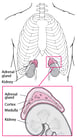 Overview of the Adrenal Glands