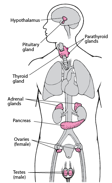 four endocrine glands in the neck region