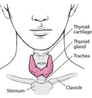 Overview of the Thyroid Gland