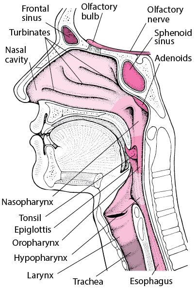 A Look Inside the Nose and Throat