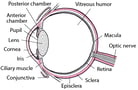 Overview of Conjunctival and Scleral Disorders