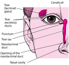 Overview of the Eyelids and Tears