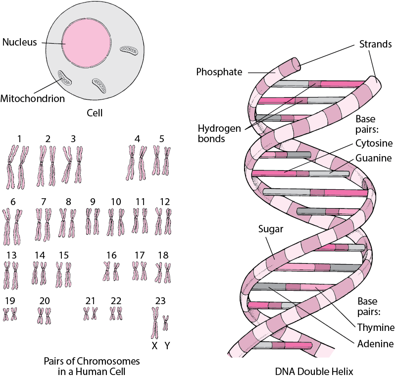 Genes and Chromosomes - Fundamentals - MSD Manual Consumer Version