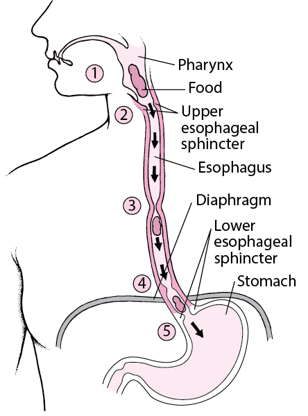 How the Esophagus Works