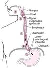 Overview of the Esophagus