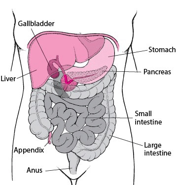 Locating the Large Intestine