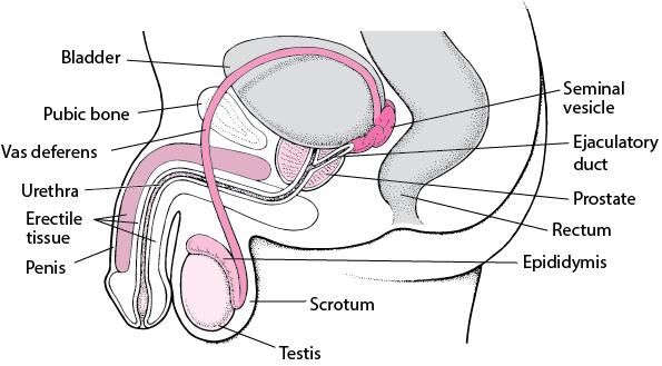 Pathway From the Penis to the Epididymis