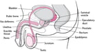 Overview of the Male Reproductive System