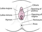 Endometriomas of the Vulva