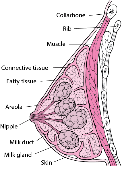 Figure: Inside the Breast - MSD Manual Consumer Version