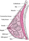 Overview of Breast Disorders