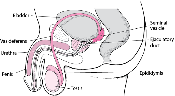Locating the Male Reproductive Organs