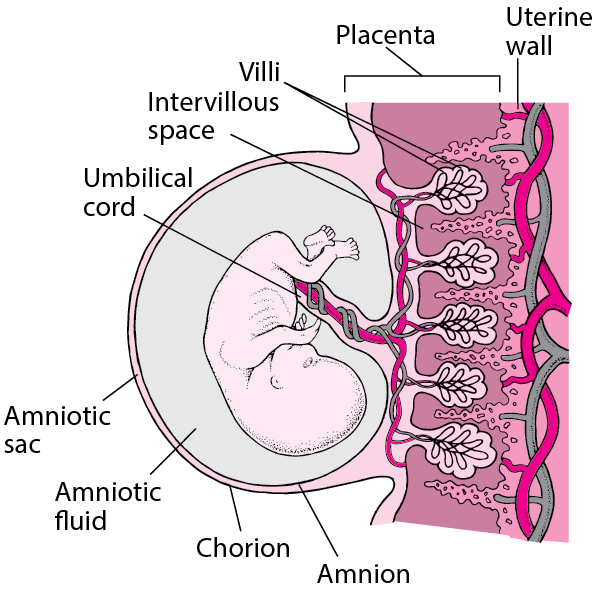 Placenta, cord, and fetus