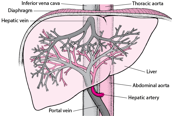 Blood Supply of the Liver