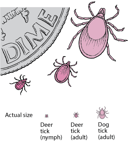 Deer ticks