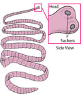 Tapeworm Infection
