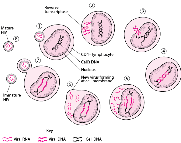 Simplified Life Cycle of the Human Immunodeficiency Virus