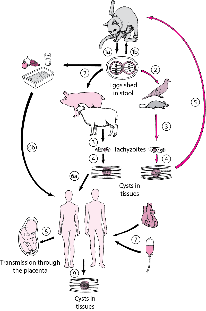 Life Cycle of Toxoplasma gondii