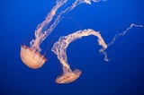 Jellyfish Stings