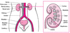 Overview of Kidney and Urinary Tract Birth Defects