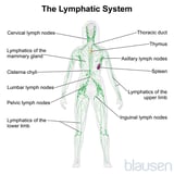 Lymphatic System: Helping Defend Against Infection