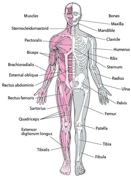 Musculoskeletal System (1)