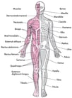 Introduction to the Biology of Muscles and Bones