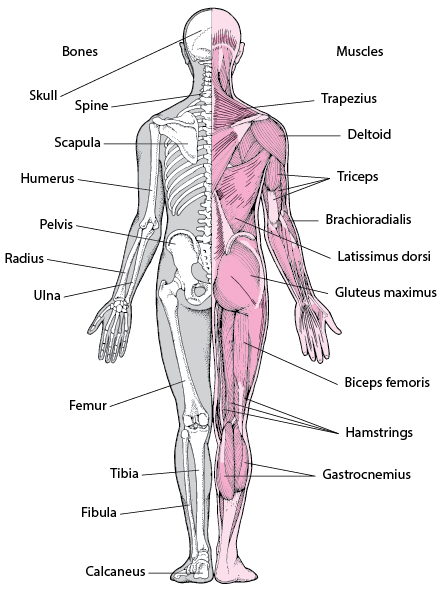 Musculoskeletal System (2)